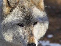 Arctic Wolf 075